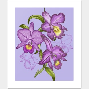 Hand drawn graphic art of orchid flowers. Posters and Art